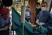 Indonesien, Sumatra, SOCP Quarantänezentrum, Rettung von Orang-Utans in Not durch Dr. Andreas Messikommer, Schweizer Chirurg, spezialisiert auf orthopädische und traumatologische Chirurgie, vor der Vergesellschaftung und Auswilderung in ihre natürliche Umgebung