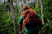 Indonesia, Sumatra, Rescuing troubled orangutans, care and resocialization for reintroduction into the wild