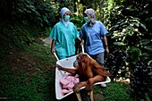 Indonesien, Sumatra, Rettung in Not geratener Orang-Utans, Pflege und Resozialisierung für die Wiederauswilderung