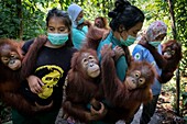 Indonesien, Sumatra, Rettung in Not geratener Orang-Utans, Pflege und Resozialisierung für die Wiederauswilderung