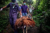 Indonesien, Sumatra, Rettung in Not geratener Orang-Utans, Pflege und Resozialisierung für die Wiederauswilderung