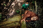 Indonesien, Sumatra, Rettung in Not geratener Orang-Utans, Pflege und Resozialisierung für die Wiederauswilderung