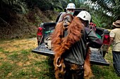 Indonesia, Sumatra, Rescuing troubled orangutans, care and resocialization for reintroduction into the wild