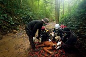 Indonesien, Sumatra, Rettung in Not geratener Orang-Utans, Pflege und Resozialisierung für die Wiederauswilderung