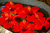 View of red hibisus flowers in hotel reception, Cap Malheureux, Mauritius, Indian Ocean, Africa