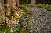 Blick auf Mauritius Cynomolgus Affe (Krabbenfressender Makake), Savanne District, Mauritius, Indischer Ozean, Afrika