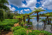 Blick auf die Außenansicht des Bois Cheri Tea Estate, Savanne District, Mauritius, Indischer Ozean, Afrika