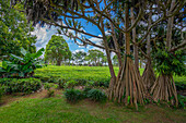Blick auf Teepflanzen im Feld der Teefabrik Bois Cheri, Distrikt Savanne, Mauritius, Indischer Ozean, Afrika