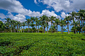 Blick auf Teepflanzen im Feld der Teefabrik Bois Cheri, Distrikt Savanne, Mauritius, Indischer Ozean, Afrika
