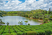 View of exterior of Bois Cheri Tea Estate, Savanne District, Mauritius, Indian Ocean, Africa