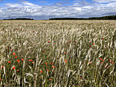 Weizenfeld mit Mohnblumen in Eure, Normandie, Frankreich, Europa