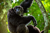 Schimpanse steht auf einem Ast, Budongo Forest, Uganda, Ostafrika, Afrika