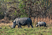 Nashorn und Kalb im Ziwa Rhino Sanctuary, Uganda, Ostafrika, Afrika