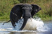 Angry elephant, Murchison Falls National Park, Uganda, East Africa, Africa