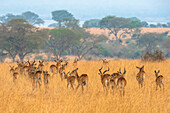 Grant's gazelle herd in Murchison Falls National Park, Uganda, East Africa, Africa