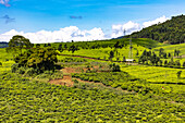Tea estate in western province, Rwanda, Africa