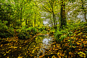 Herbstfarben von Conishead Priory, Ulverston, Cumbria, England, Vereinigtes Königreich, Europa
