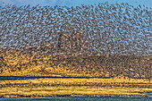 Flock of Oystercatchers, South Walney Nature Reserve, blocking out the distant Piel Castle, just visible on Piel Island, Cumbrian Coast, Furness Peninsula, Cumbria, England, United Kingdom, Europe