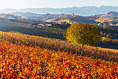 Vineyards around Diano d'Alba at sunset during autumn, Cuneo, Langhe and Roero, Piedmont, Italy, Europe