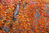 Waldgebiet im Herbst in der Nähe der Rogie Falls, Ross-shire, Highlands, Schottland, Vereinigtes Königreich, Europa
