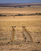 Male Cheetahs (Acinonyx jubatus) in the Maasai Mara, Kenya, East Africa, Africa
