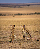 Männliche Geparden (Acinonyx jubatus) in der Maasai Mara, Kenia, Ostafrika, Afrika