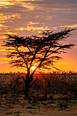 Sonnenaufgang hinter einem Baum in der Maasai Mara, Kenia, Ostafrika, Afrika