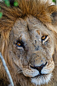 Kopf eines erwachsenen männlichen Löwen (Panthera leo) in der Maasai Mara, Kenia, Ostafrika, Afrika