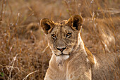 Ausgewachsener weiblicher Löwe (Panthera leo) in der Maasai Mara, Kenia, Ostafrika, Afrika