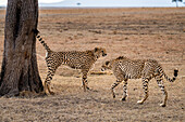 Ein männlicher Gepard (Acinonyx jubatus) besprüht einen Baum, um seine Fährte zu hinterlassen, in der Maasai Mara, Kenia, Ostafrika, Afrika