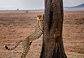 Ein männlicher Gepard (Acinonyx jubatus) streckt sich auf einem Baum in der Maasai Mara, Kenia, Ostafrika, Afrika