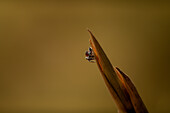 A peacock spider (Maratus speculifer) on a twig in the Maasai Mara, Kenya, East Africa, Africa