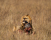 Ausgewachsener männlicher Löwe (Panthera leo) verzehrt einen Zebrakopf in der Maasai Mara, Kenia, Ostafrika, Afrika