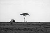 Ein Safariauto hält für ein Picknick unter einem Akazienbaum in der Maasai Mara, Kenia, Ostafrika, Afrika