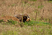 Ein Dachs (Taxidea taxus) frisst einen Präriehund, Colorado, Vereinigte Staaten von Amerika, Nordamerika