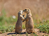 Prairie dogs (Cynomys) embracing each other in Colorado, United States of America, North America
