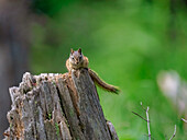 Ein Streifenhörnchen (Tamias) auf einem Baumstamm im Wald von Breckenridge, Colorado, Vereinigte Staaten von Amerika, Nordamerika