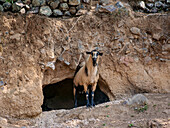 Goat at Nisyros Island, Dodecanese, Greek Islands, Greece, Europe