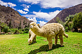 Alpaca in Ollantaytambo, Peru, South America