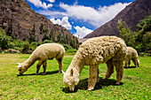 Alpaka in Ollantaytambo, Peru, Südamerika