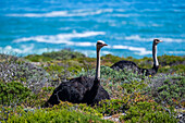 Ostrich in the Cape of Good Hope Nature Reserve, Cape Town, Cape Peninsula, South Africa, Africa