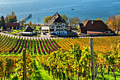 Winery Haltnau, with vineyards in autumn, Lake Constance, Meersburg, Upper Swabia, Baden-Wurttemberg, Germany, Europe