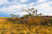 Landschaft der Serra da Canastra, Minas Gerais, Brasilien, Südamerika