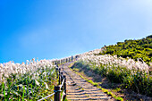 Silbergras, eine Besucherattraktion, wächst im Herbst auf dem Gipfel des Saebyeol Oreum, Insel Jeju, Südkorea, Asien