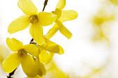 Close-up of Forsythia in bloom