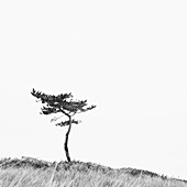 Einsame Kiefer auf einem Hügel, Nantucket Island, Massachusetts, USA