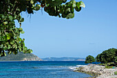 USA, Virgin Islands, St. John, Sea Grapes overhang view of Friis Bay