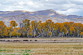 USA, Idaho, Bellevue, Field and hills in Fall season near Sun Valley