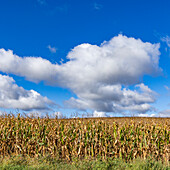 Wolken über einem Maisfeld im Herbst