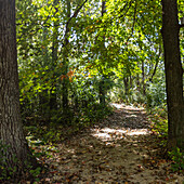 USA, Wisconsin, Sonne scheint durch Bäume im Wald im Donald County Park in der Nähe von Madison